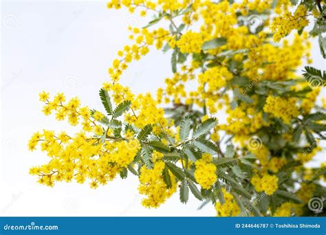 Close Up Of Yellow Mimosa Flowers That Signal The Arrival Of Spring