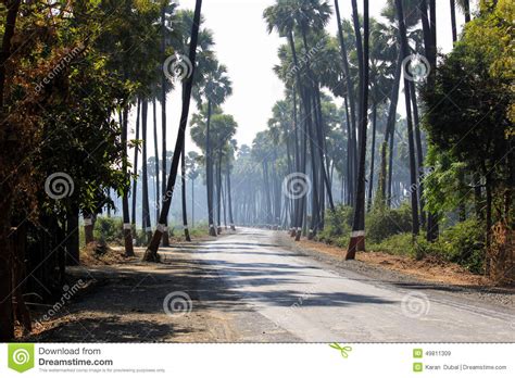A Road Between Palm Trees Stock Image Image Of Grass 49811309
