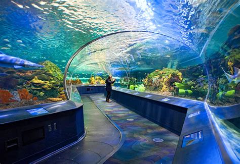 Review Of Ripleys Aquarium Of Canada Toronto Canada Afar