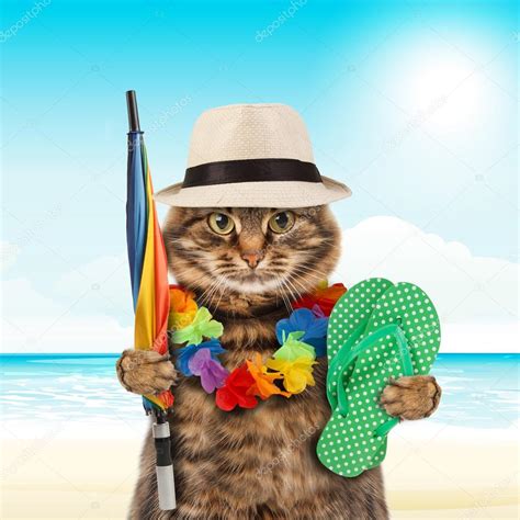 Funny Cat Going On Vacation Stock Photo By ©funnycats 80421574