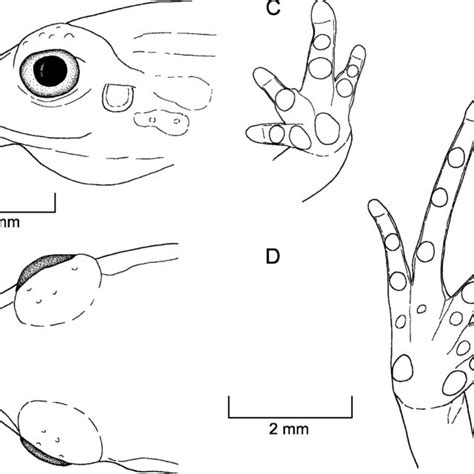 Lateral A And Dorsal B Views Of Head And Ventral Views Of Hand C