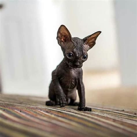Check out our bat cat selection for the very best in unique or custom, handmade pieces from our stuffed animals & plushies shops. O gato Sphynx - A primeira raça de gato sem pêlo | Animais ...