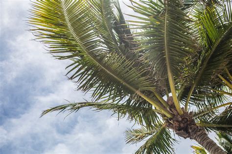 Huge collection, amazing choice, 100+ million high quality, affordable rf and rm images. Low Angle Photography Green Coconut Tree · Free Stock Photo