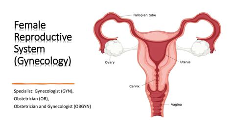 Solution Female Reproductive System Terminology And Overview Studypool