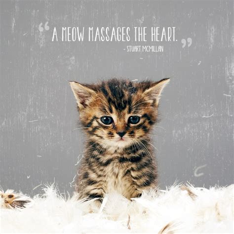 50 Cat Quotes That Only Feline Lovers Would Understand Sheknows