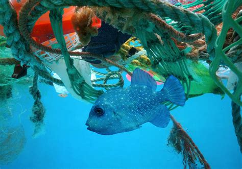 Ocean Pollution The Dirty Facts Greenstories