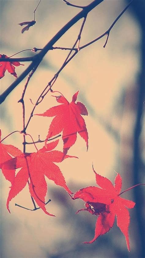 Autumn Romance Maple Leaf Branch Iphone 8 Wallpapers Free Download