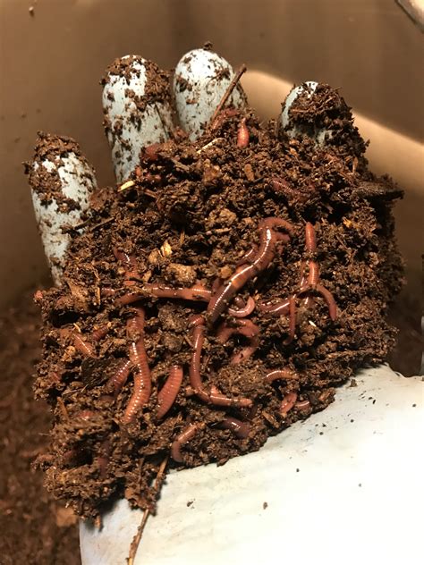 100 Red Wiggler Composting Worms Newsoil Vermiculture Llc