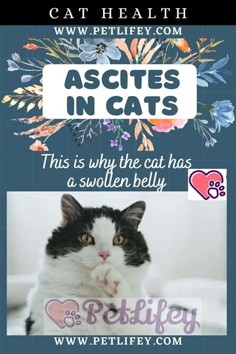 Ascites In Cats This Is Why The Cat Has A Swollen Belly Pet Lifey
