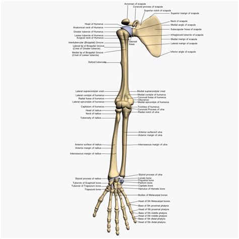 The appendicular skeleton has 126 bones, axial skeleton 74 bones, and auditory ossicles six bones. Arm bones | Arm anatomy, Arm bones, Human bones