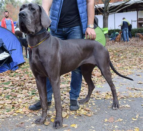 Great Dane Information And Dog Breed Facts