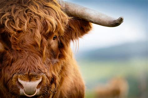 Highland Cattle Standards Quality Highland Cattle For Sale