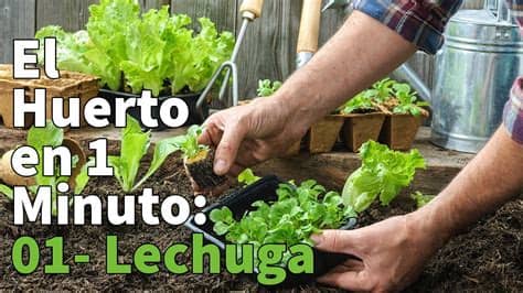 Podria poner las 4 esas dentro de un armario enpotrado que tengl en casa con una lampara de 400w un par de semanas… o tendria que envolver el armario con papel reflectante y todo??? Como Plantar Lechuga Paso a Paso con Éxito 🥬 Huerto Urbano ...