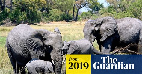 Botswana Condemned For Lifting Ban On Hunting Elephants Botswana