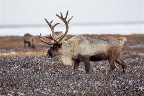 Expanded Reindeer Cull Arouses Fear Suspicion In Siberia The Seattle