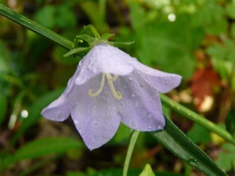 Good Witches Magickal Flowers And Herbs Bellflower Which Witch