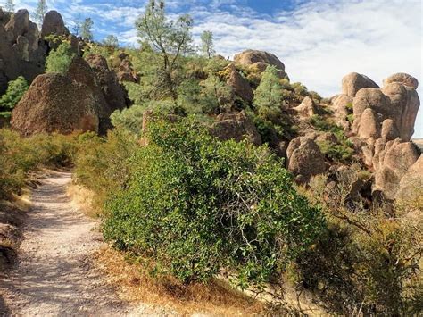 Ultimate Guide To Pinnacles National Park Exploring Wild