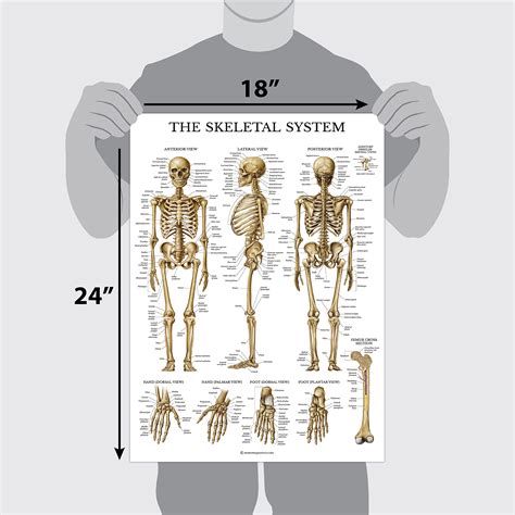 Mua 10 Pack Anatomical Poster Set Laminated Muscular Skeletal