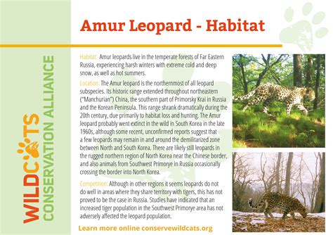 Amur Leopard Facts Amur Leopard Wikipedia