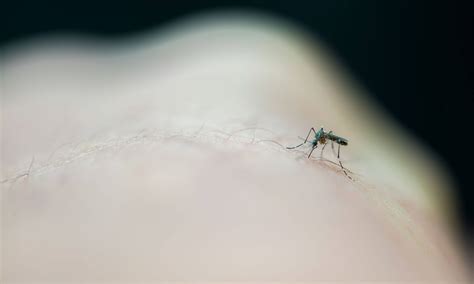 How To Prevent And Treat Mosquito Bites David Suzuki Foundation