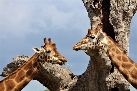 11 Giraffe Adaptations Evolutionary Benefits Fauna Facts