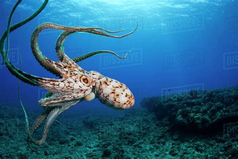 Photo D12343453 From Dissolve Octopus Ocean Creatures Underwater