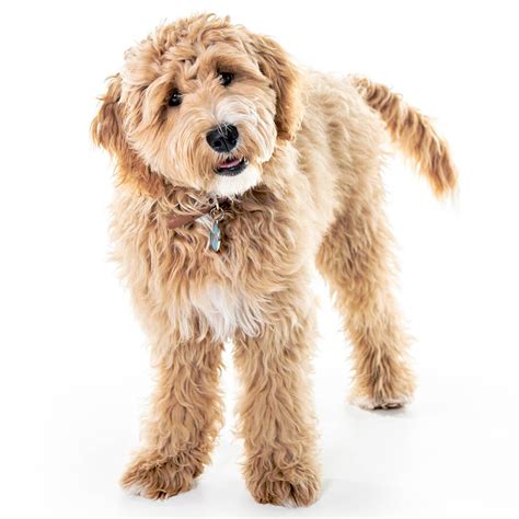 Goldendoodle Dog Breed Information Characteristics Daily Paws Atelier