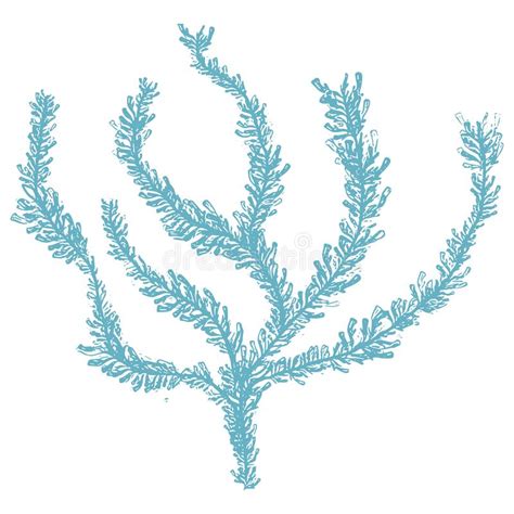 Illustrations, cliparts, dessins animés et icônes de modèle de symbole vecteur aux algues. Ensemble D'algue Et De Corail Illustration de Vecteur ...