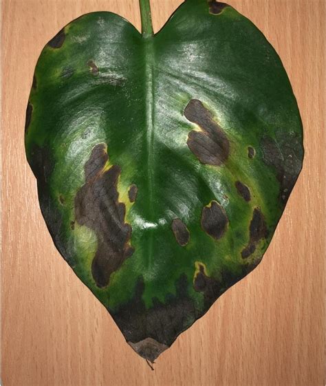 Brown Spots On Monstera Leaves In The Ask A Question Forum