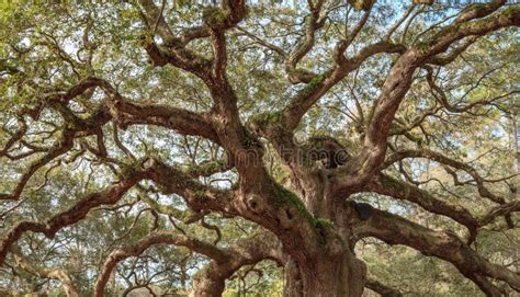 Old Oak Twisted Tree Branches Stock Image Image Of Live Huge 33286463
