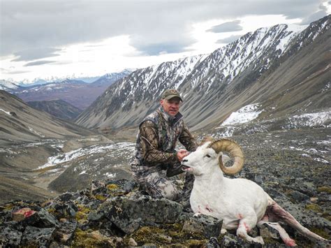 Alaska Sheep Hunting Guides Dall Sheep Hunts Wrangell Outfitters