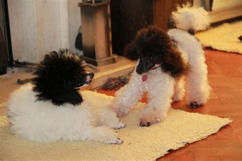 itzapromise puppies and kittens poodle pups on the way