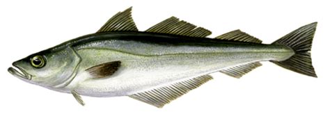 Pollock, (pollachius, or gadus, virens), north atlantic fish of the cod family, gadidae. Fresh Fish in Scandinavia - Daily Scandinavian