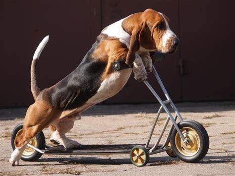 14 Signs You Are A Crazy Basset Hound Person