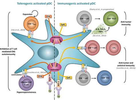 Frontiers Tolerogenic And Activatory Plasmacytoid Dendritic Cells In