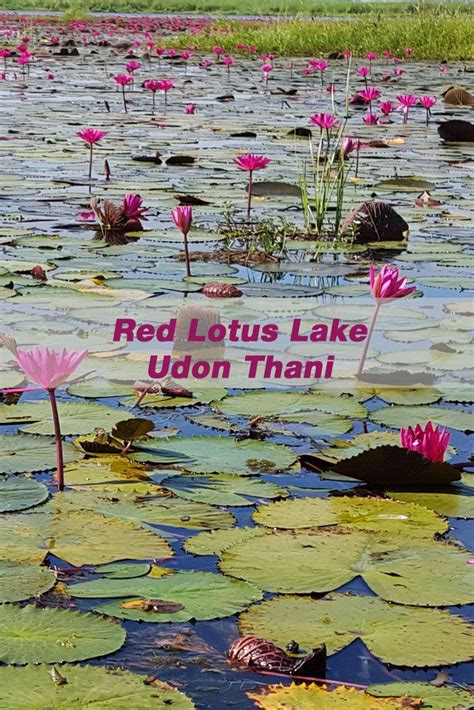 Join Us On Our Tour To The Beautiful Red Lotus Lake Talee Bua Daeng