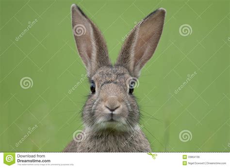 See more ideas about bunny face paint, bunny face, face painting easy. European Rabbit (Oryctolagus Cuniculus) Royalty Free Stock Images - Image: 33864139