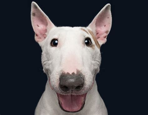 Goofy Goobers On Behance Bull Terrier Puppy Cute Dogs Silly Animals