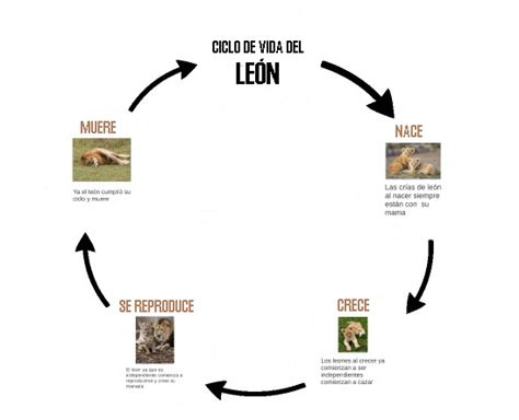 Ciclo De Vida Del León Ciclo De Vida