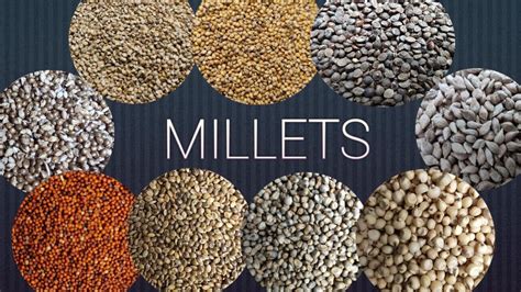Millet Grains Close Up Shooting Youtube