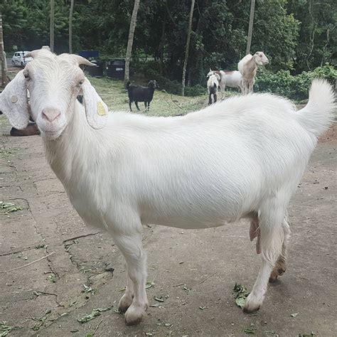Sojat Goat Farm Near Me Farm House