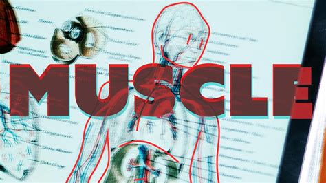 This book is designed for absolute beginners who have the patience to work with co. Ideas for Drawing Muscles for the ABSOLUTE BEGINNER - YouTube