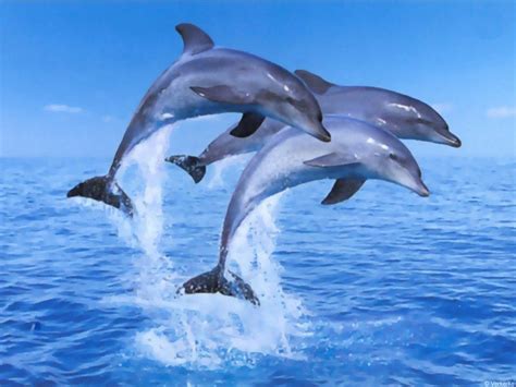 Bottlenose Dolphin Bottlenose Dolphins Jumping Got The