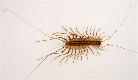 Centipedes Key Facts Information And Pictures