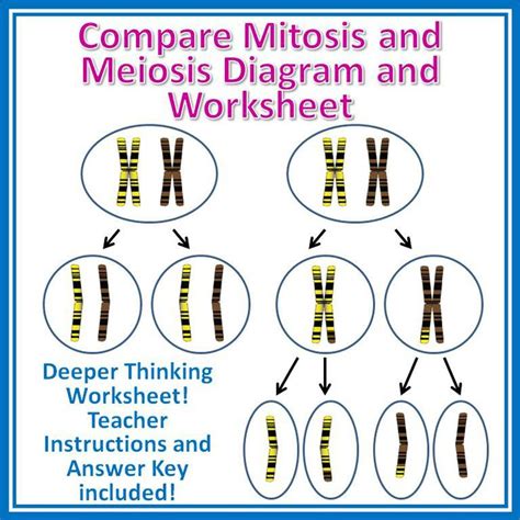 Cell division mitosis meiosis biology lecture. Compare Mitosis and Meiosis: Cut and Paste Activity and Worksheet | Biology, Worksheets and Mitosis