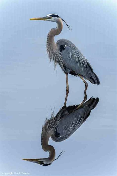 17 Best Images About Indiana Native Birds On Pinterest Herons