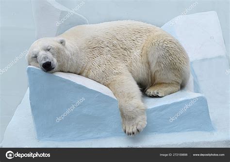 Sleeping White Polar Bear Stock Photo By ©elizalebedewa 272159898