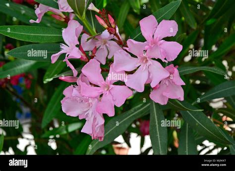 A Close Up Of The Oleander Nerium Growing Wild In The Cyprus