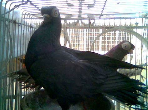 Fancy Pigeons Budapest For Sale Adoption From Manila Metropolitan Area