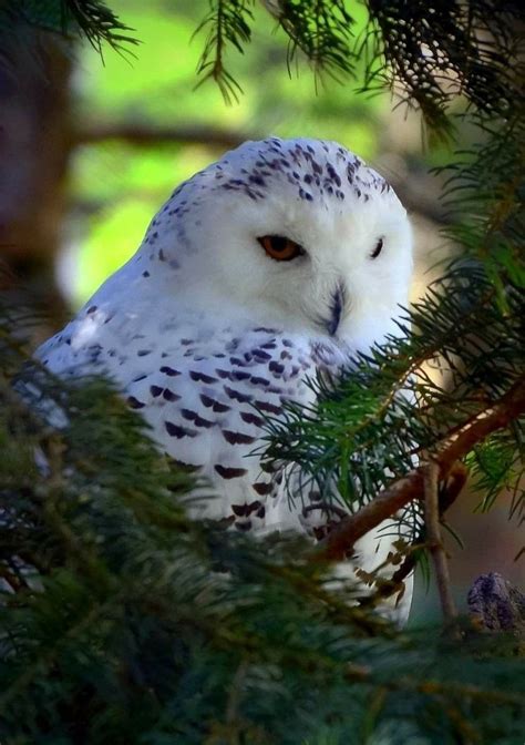 Pin By Marina On Beautiful Birds And Animals Owl Owl Pictures Owl